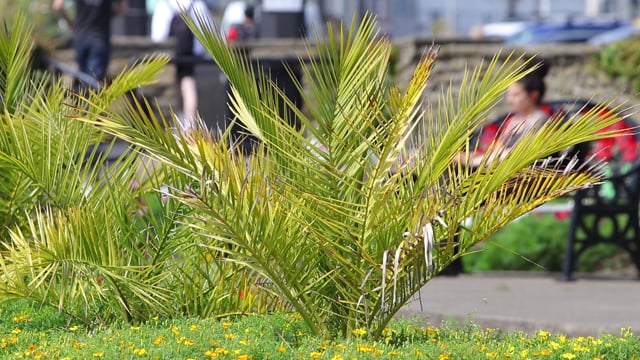 Plant Breeze Nature Free Stock Video Pixabay
