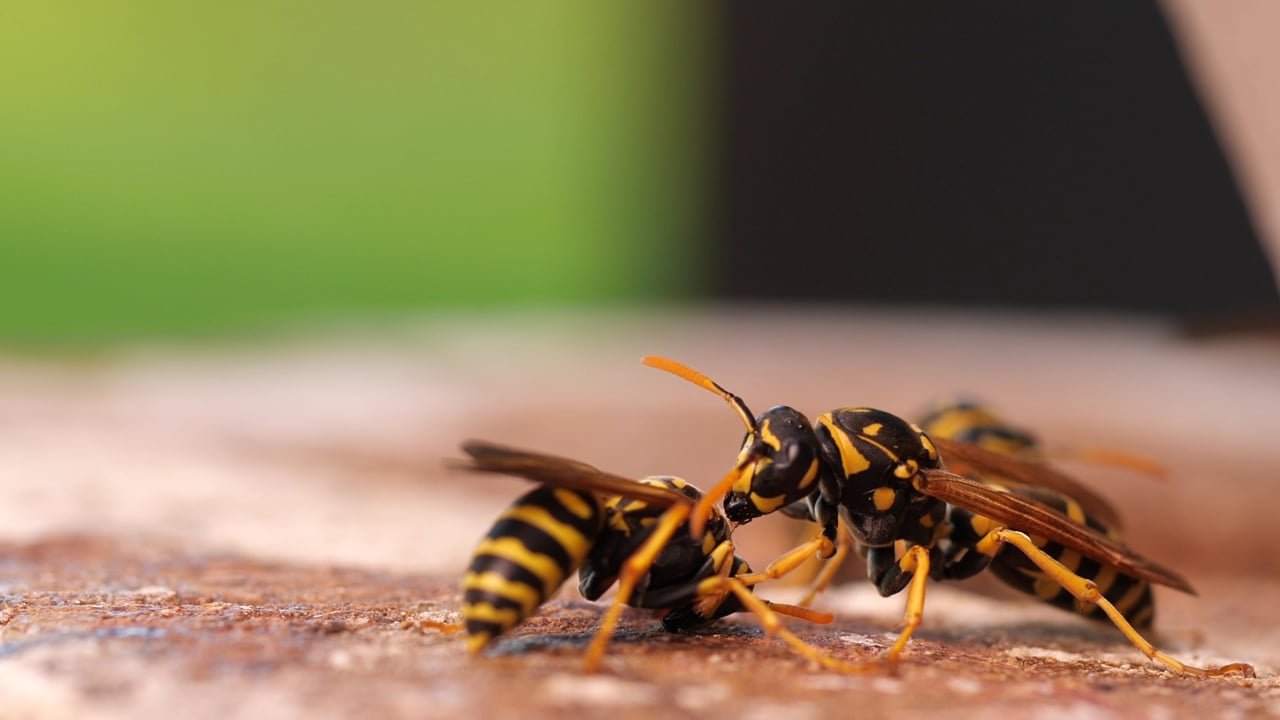 wasps, insect, wings, plague, striped, entomology