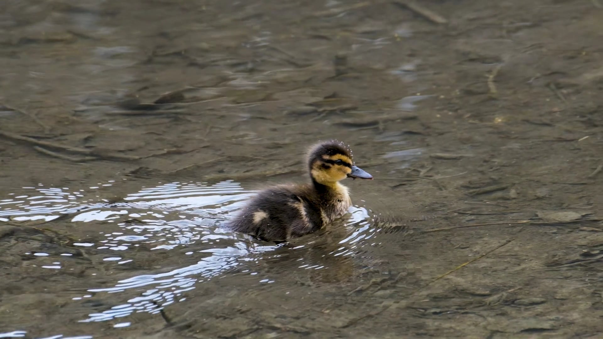 duck