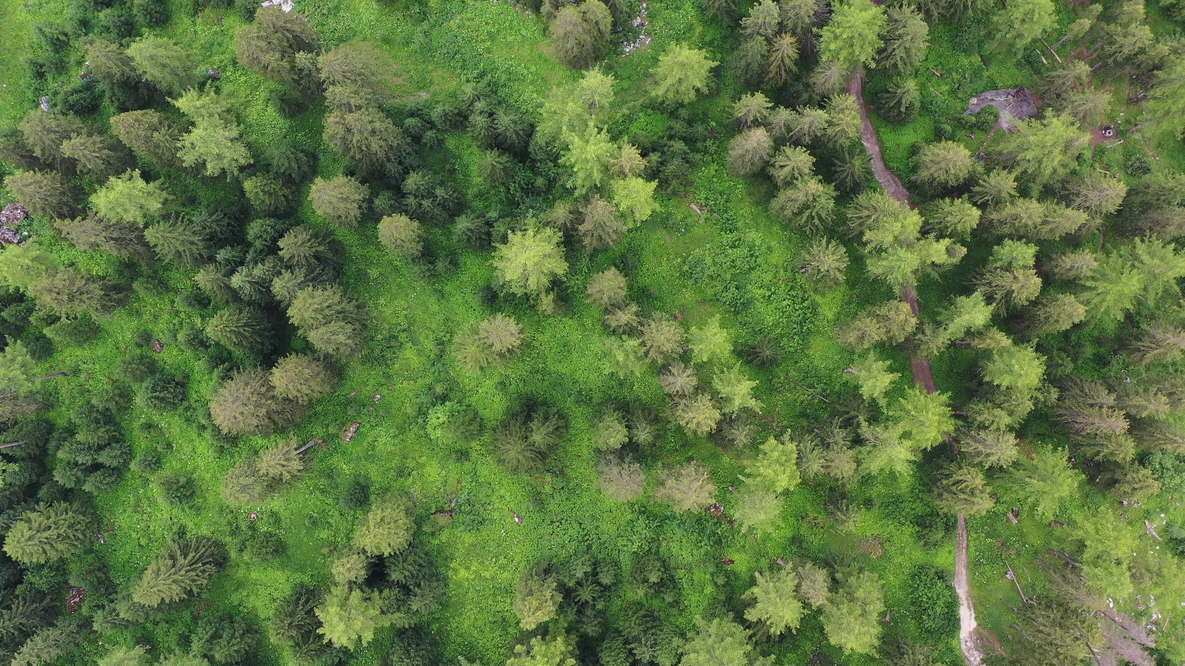 trees — free pixabay stock footage