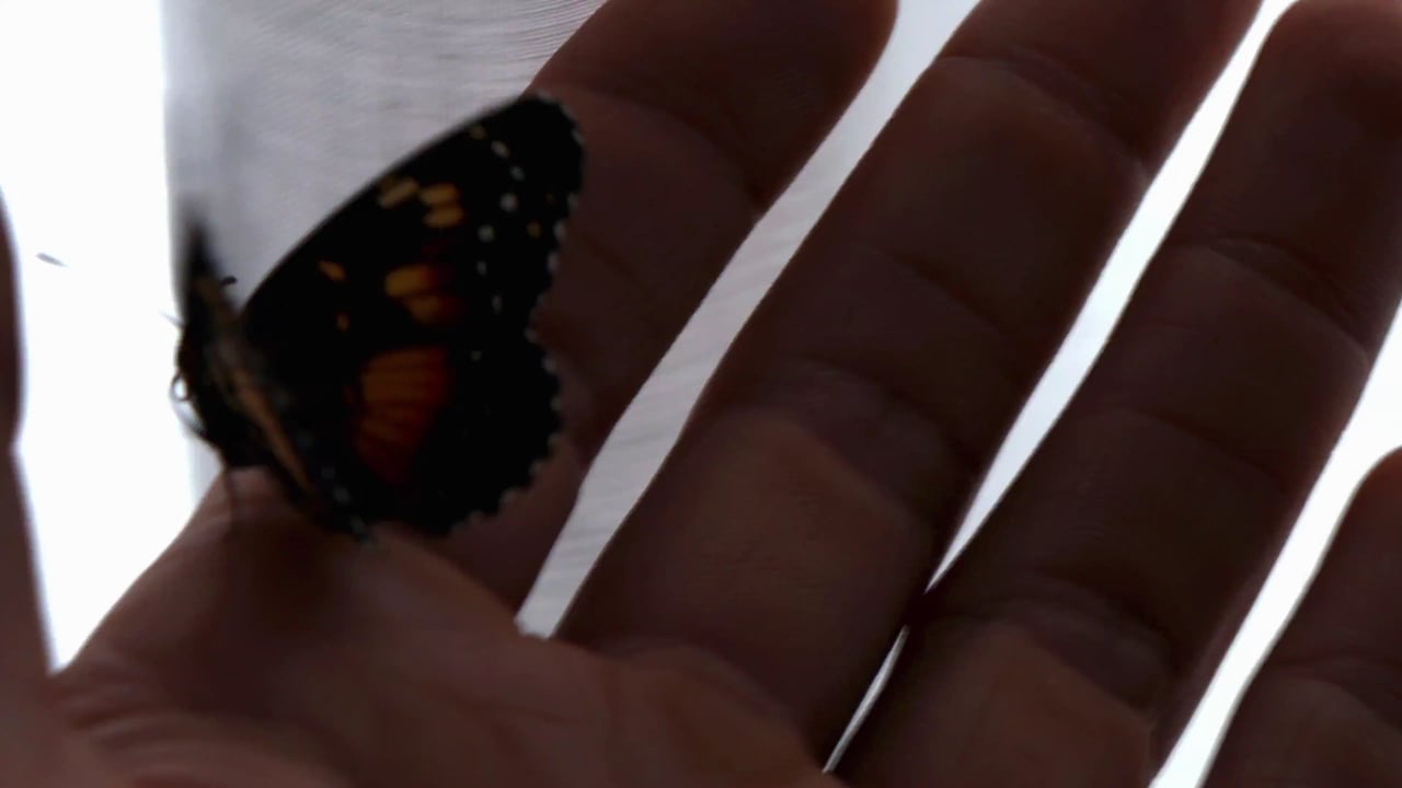 Butterfly, Insect, Insects. Free Stock Video - Pixabay