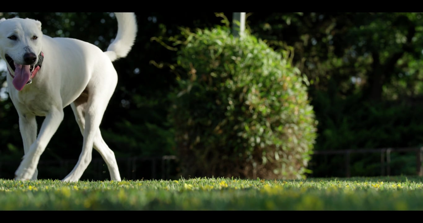 Video by JawadAliKhan on Pixabay: dog, pet, cat, puppy, cartoon, portrait, eyes, animal, pets, cute, paw, farm, groundhog, silhouette