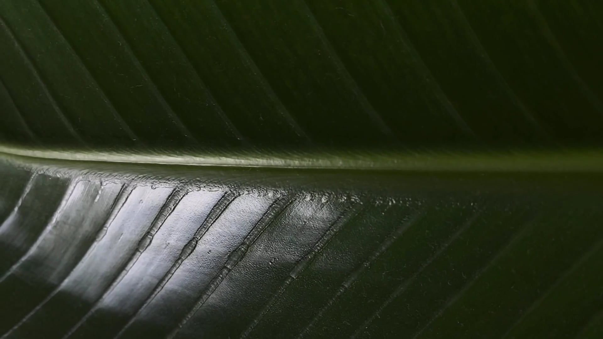 leaf — free pixabay stock footage