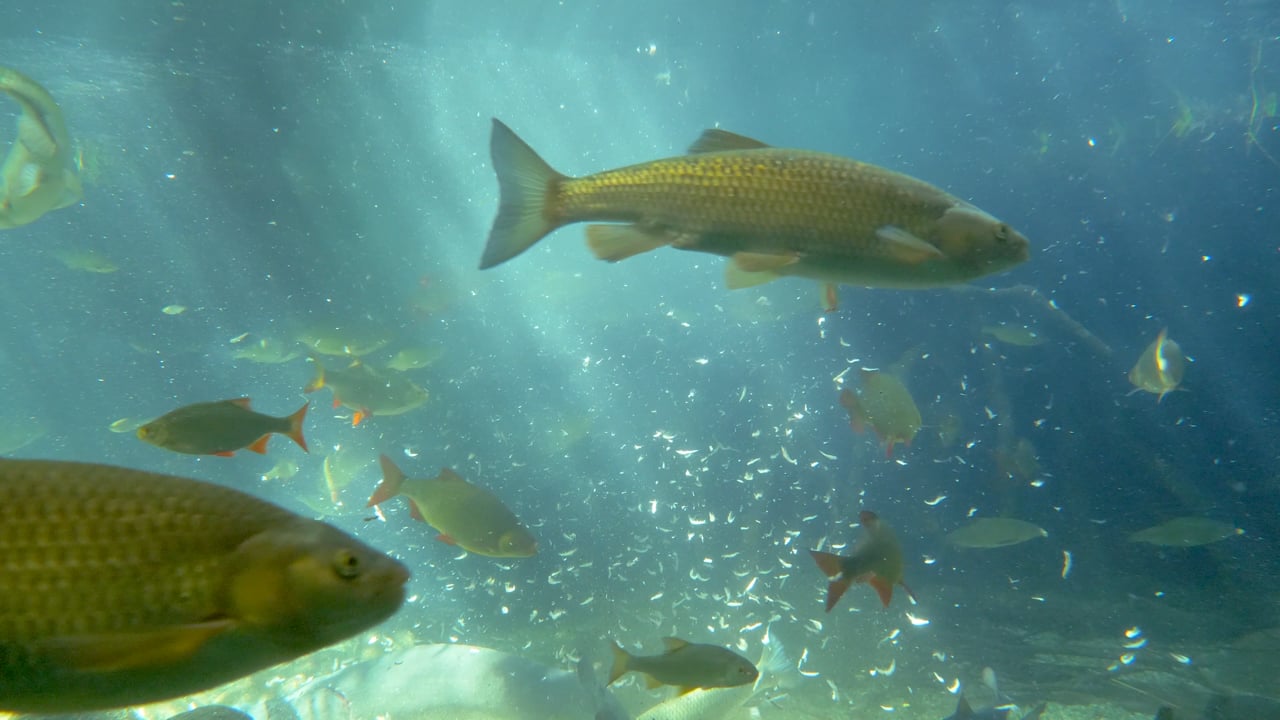 Fish, Carp, Flow, Old, Stream, Pike, Eel