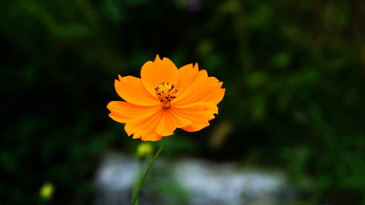 Flower, Cosmos, Wind, Plant, Autumn