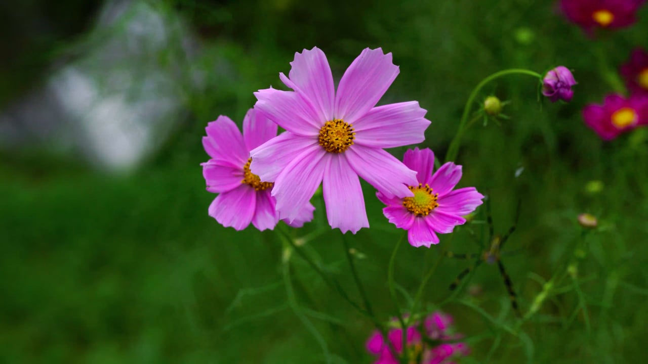 Flower, Cosmos, Wind, Plant, Autumn