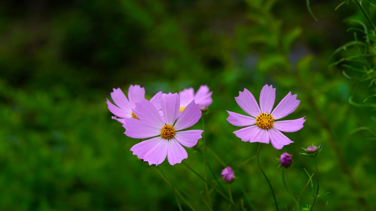 Flower, Cosmos, Plant, Wind, Autumn