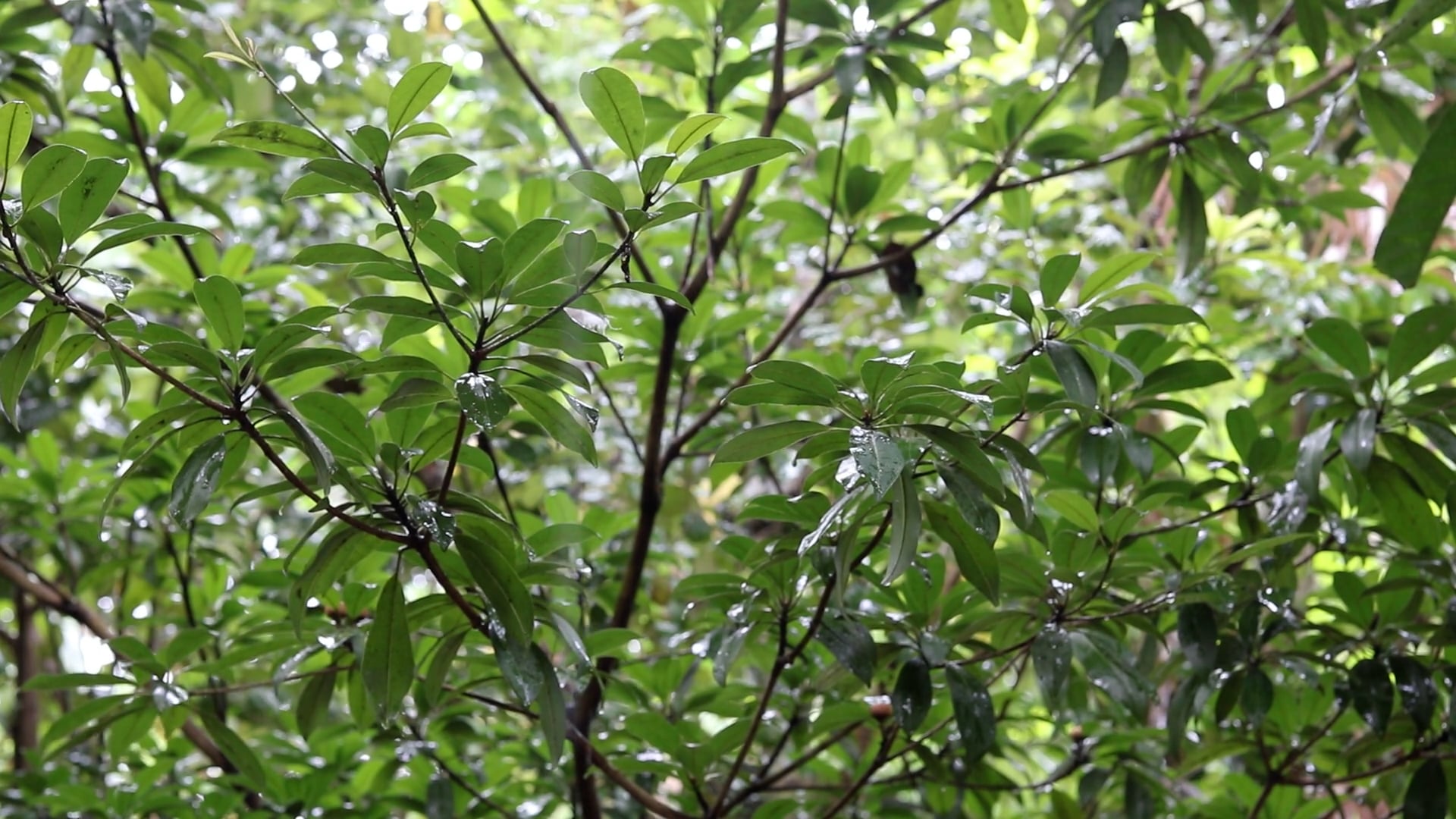 rain — free pixabay stock footage