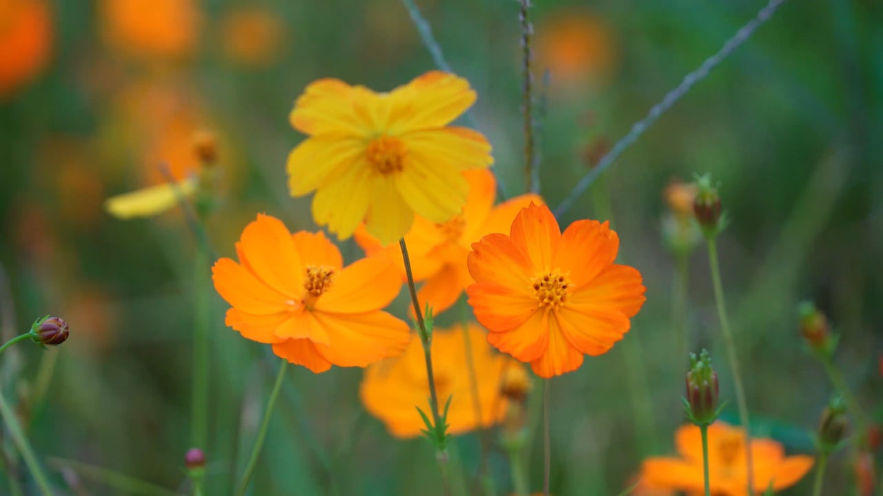 Yellow Flower, Cosmos, Wind, Autumn