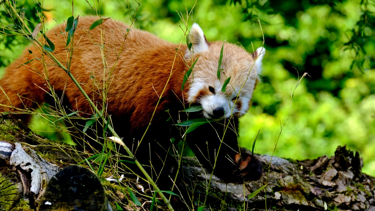 10 Ilmaista Panda El in Videota Sek HD Ja 4K videoklippi Pixabay 10 Ilmaista Panda El in Videota Sek HD Ja 4K videoklippi Pixabay