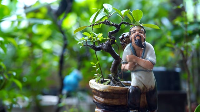 Tree, Bonsai, Cuong Bonsai
