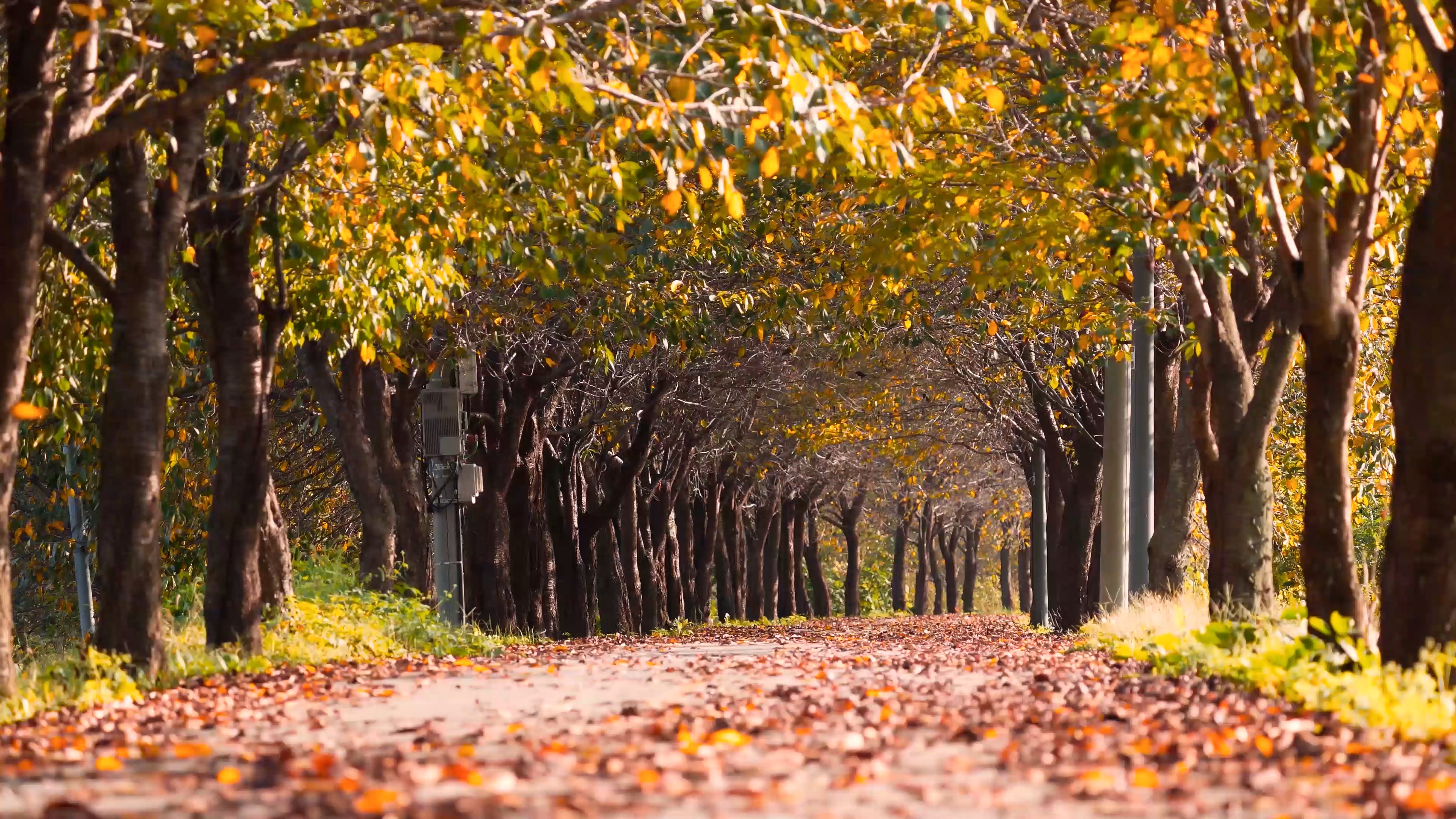 autumn road — free pixabay stock footage