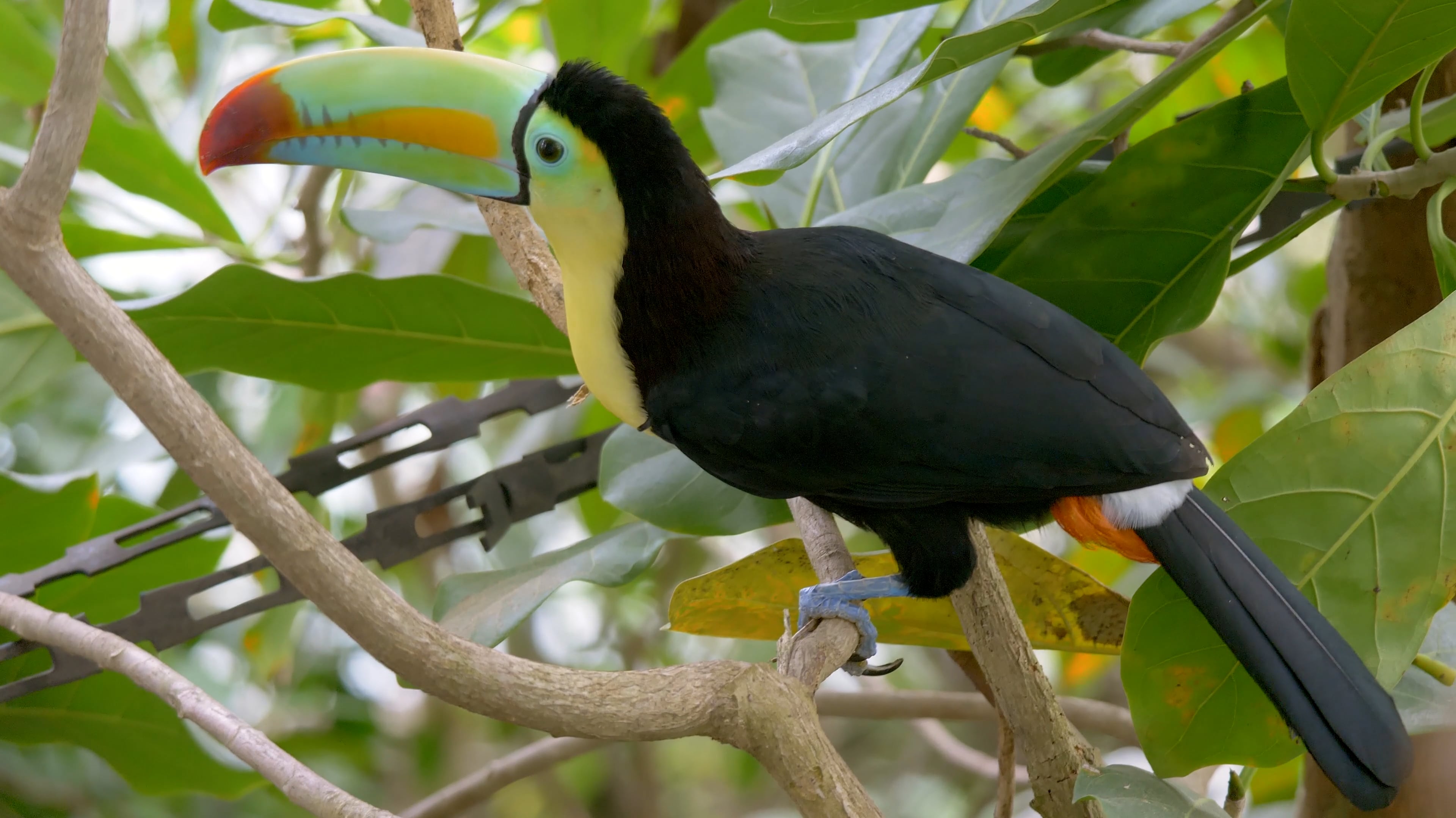 toucan — free pixabay stock footage