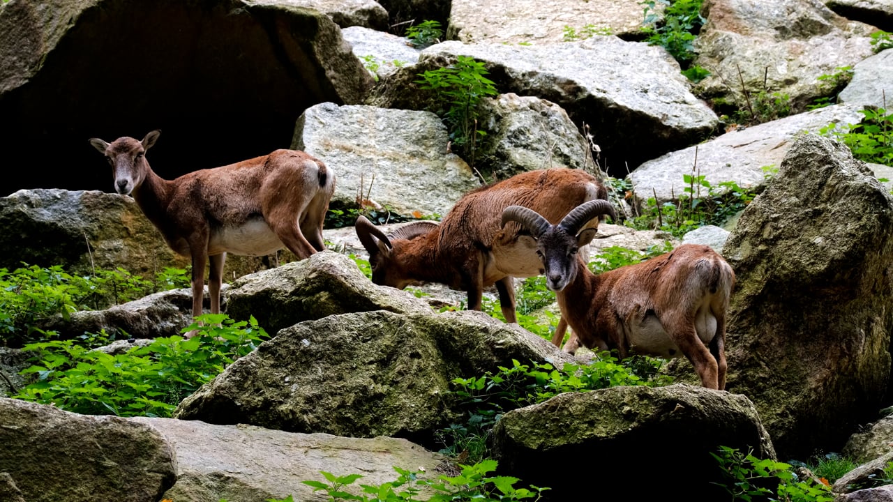 Mufflon, Horn, Djur, Däggdjur, Behornad