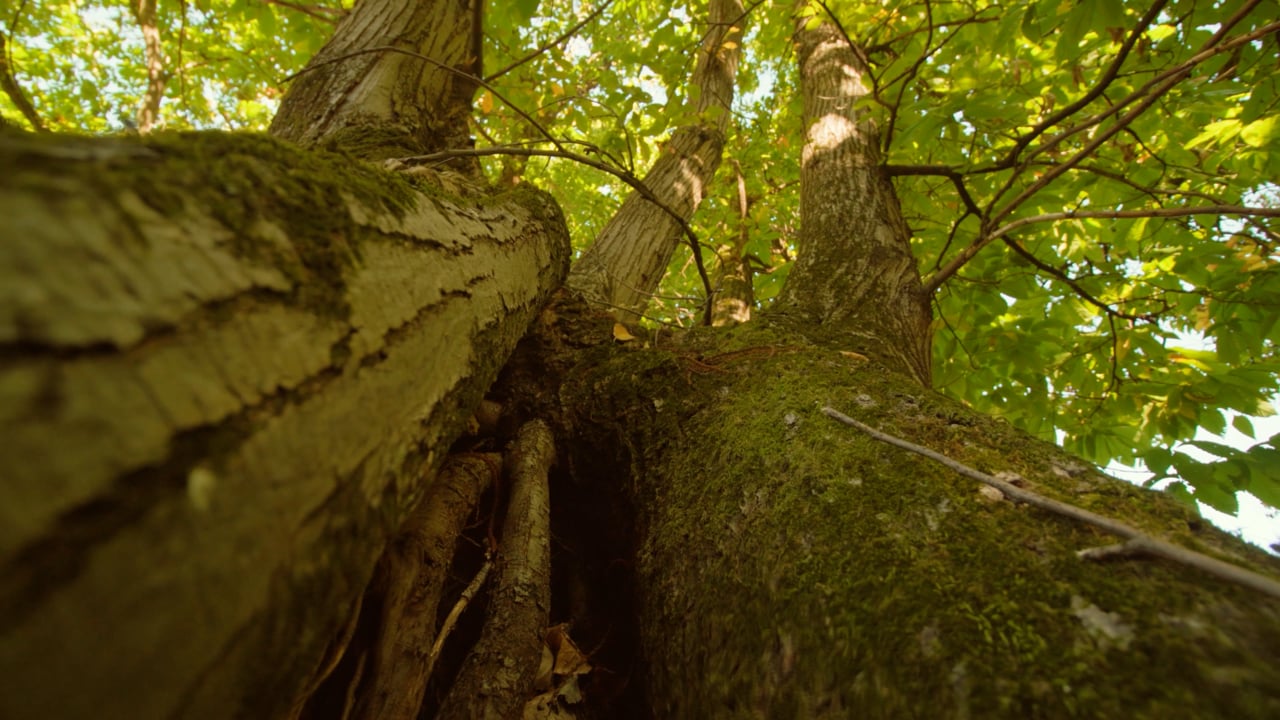 Trees, Leaves, Trunks. Free Stock Video - Pixabay