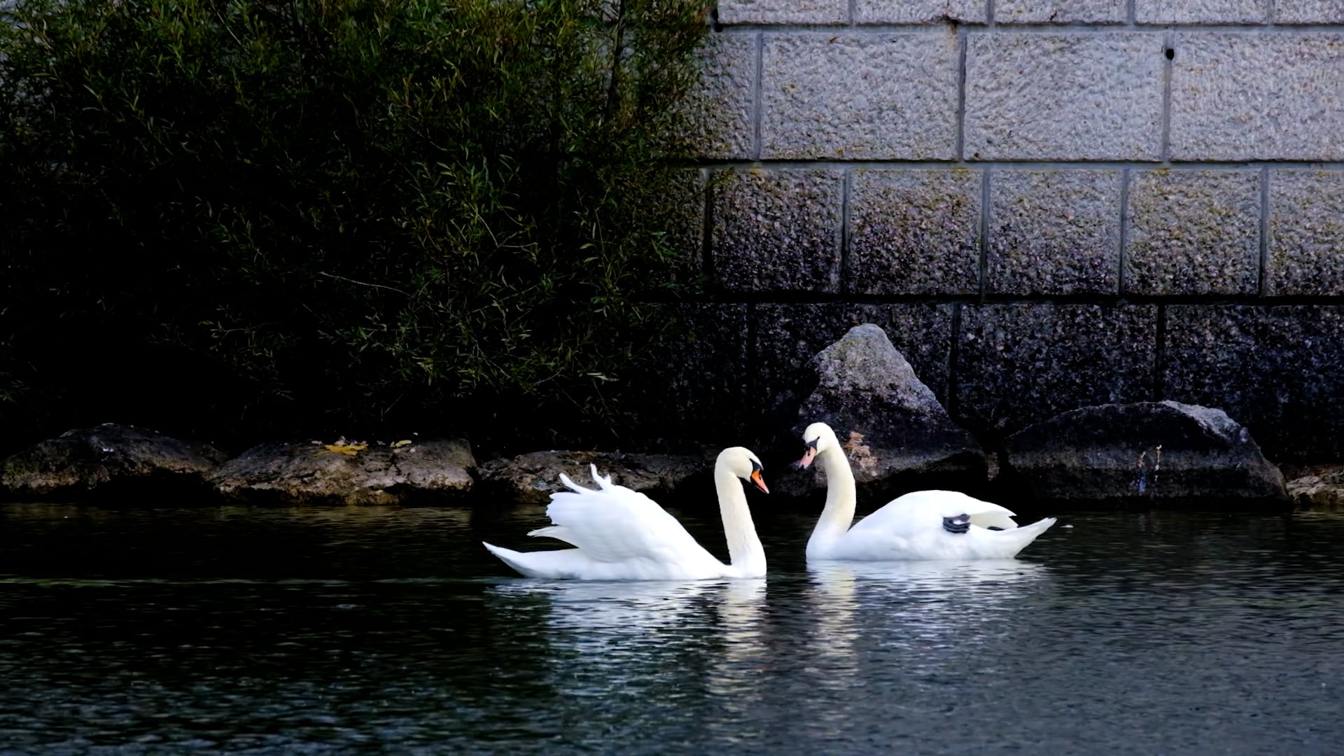 swan