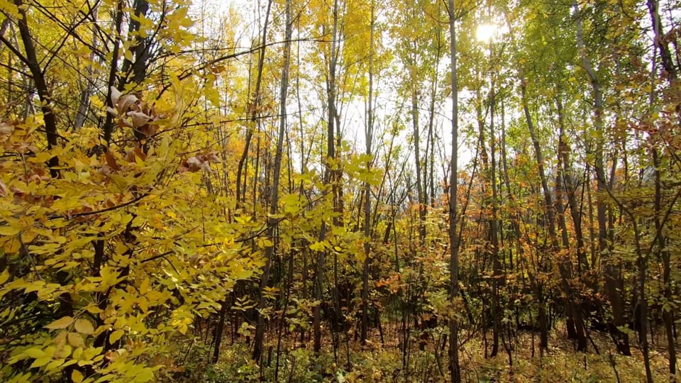 Autumn, Golden Autumn In The Forest, Falling Leaves. Free Stock Video