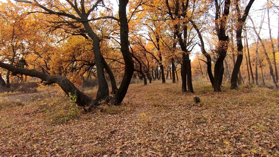 Autumn, Golden Autumn In The Forest, Falling Leaves. Free Stock Video