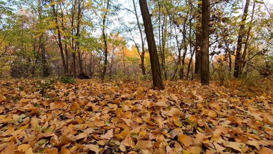 Autumn, Golden Autumn In The Forest, Falling Leaves. Free Stock Video