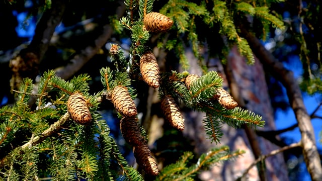 Piña Grifo Bosque - Free video on Pixabay