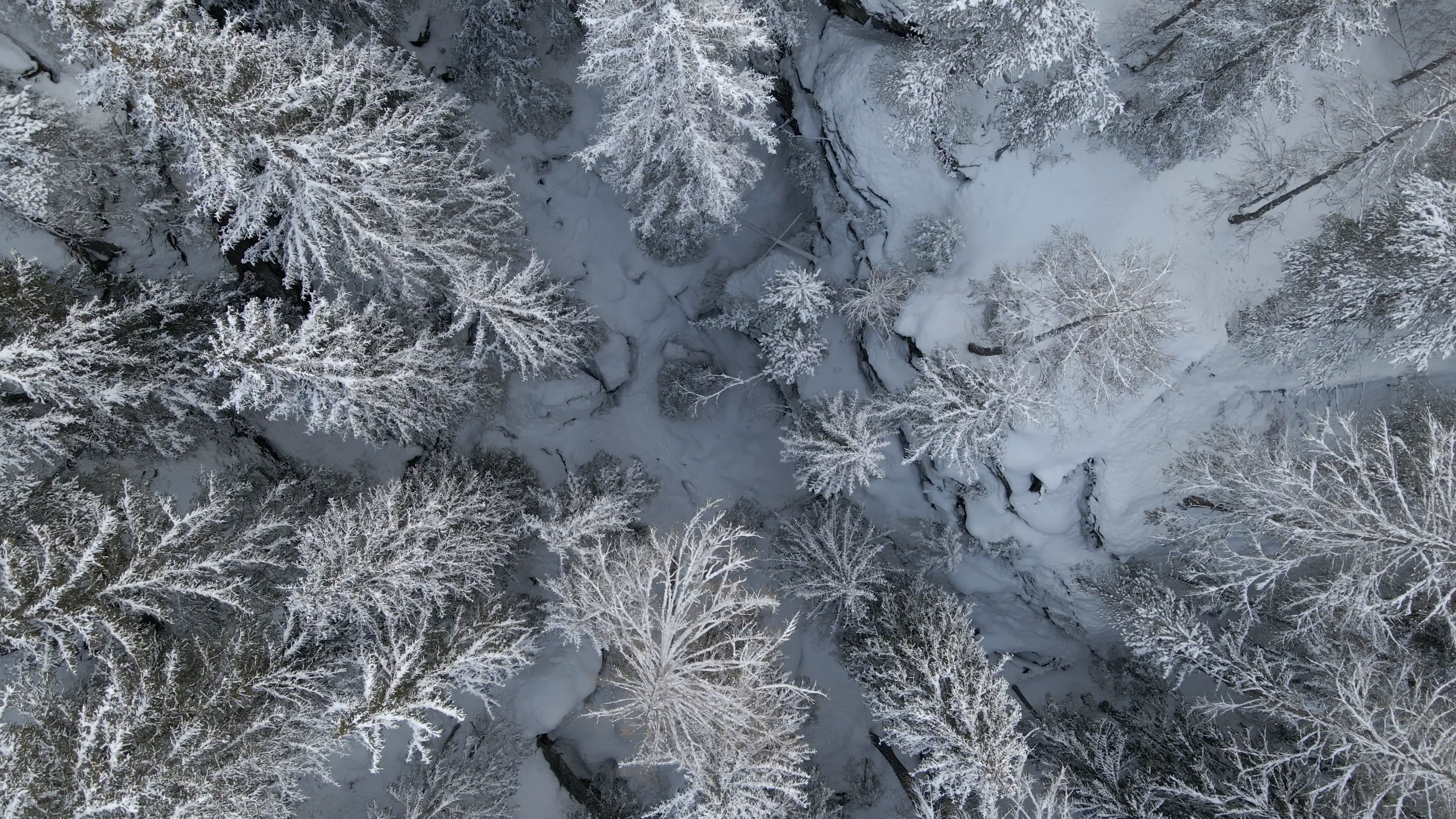 forest — free pixabay stock footage