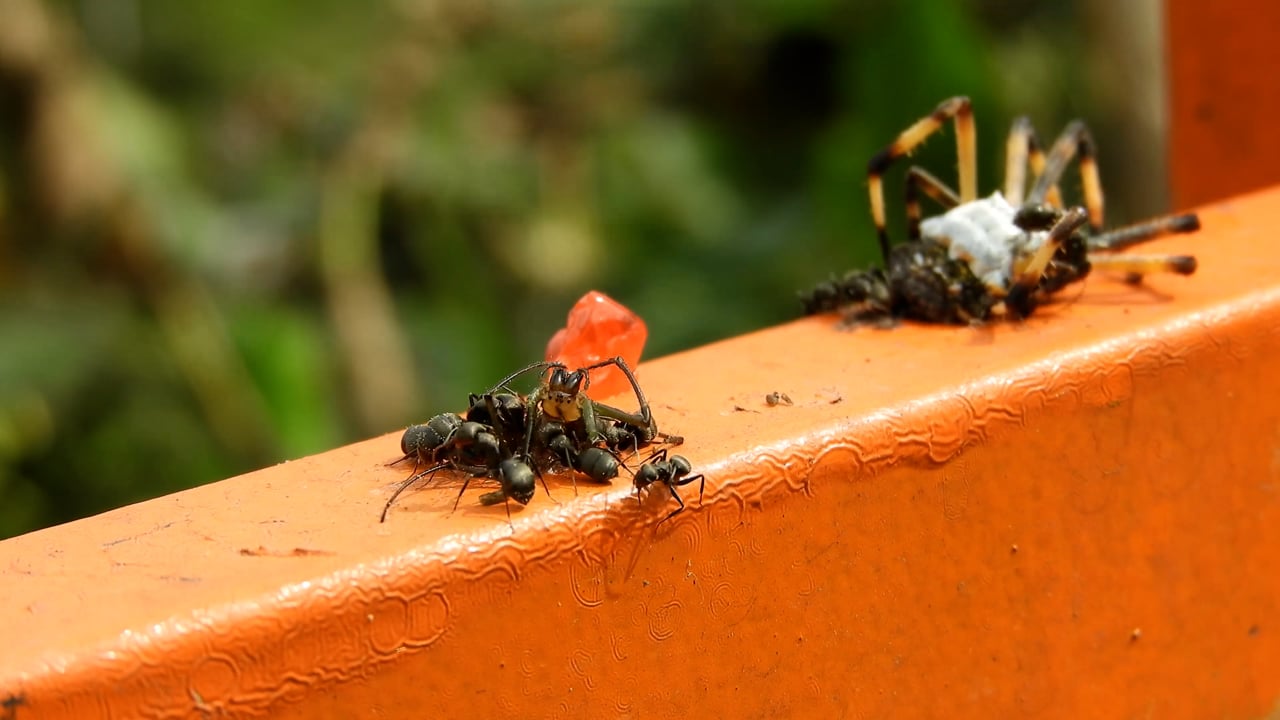 Insect Employer Work, Job, Insect. Free Stock Video - Pixabay