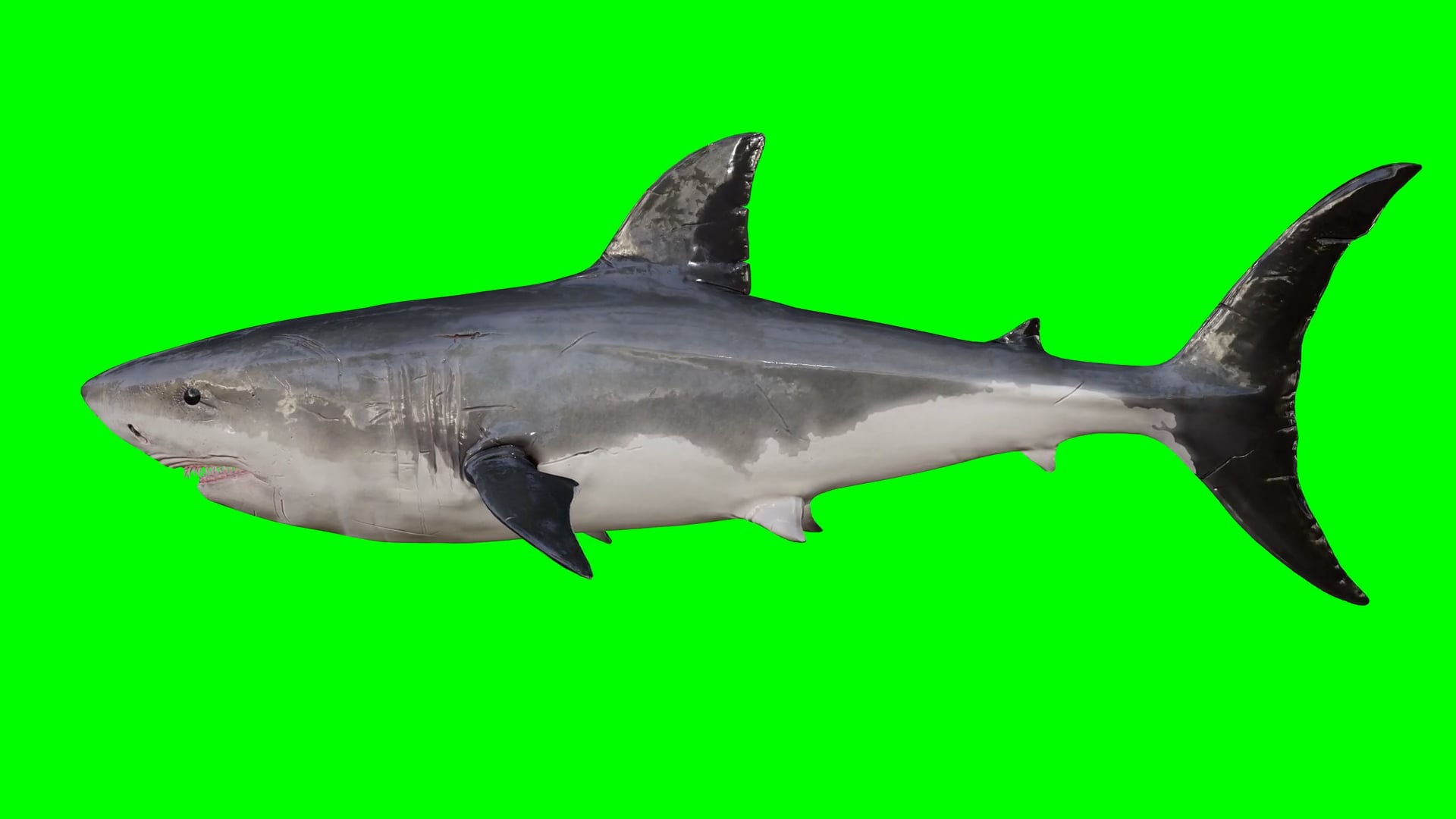 shark — free pixabay stock footage