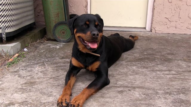 Rotidor Dog Rottweiler Ladrido Mascota - Free video on Pixabay - Pixabay