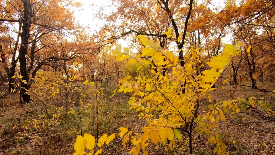 Autumn, Golden Autumn In The Forest, Falling Leaves. Free Stock Video
