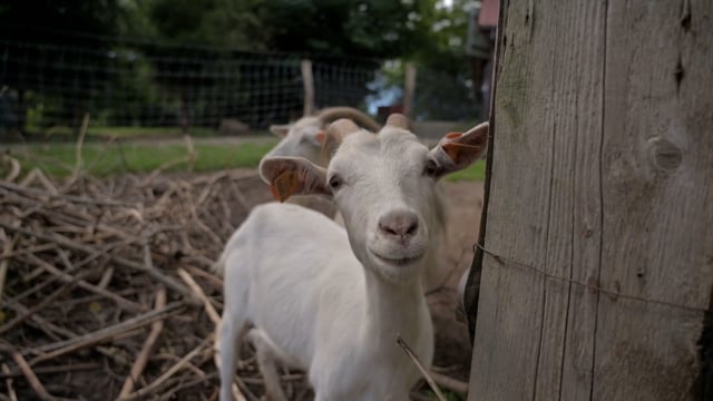 Kambing Anak Pos - Free video on Pixabay