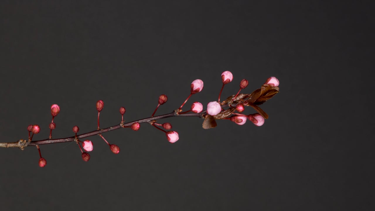 Plum Blossom, Spring, Flowers. Free Stock Video - Pixabay