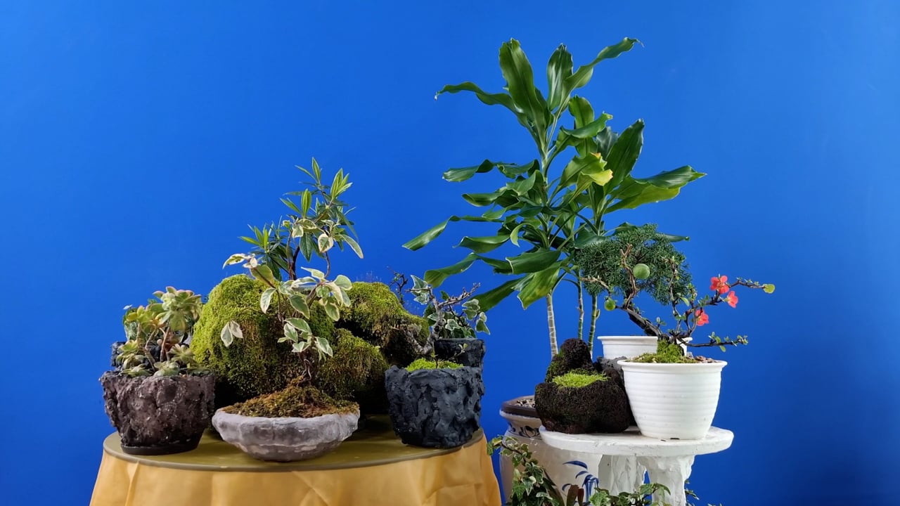 kupfer bonsai Bonsaischale Kaskade, 10.5 x 10.5 x 15 cm, kupfer