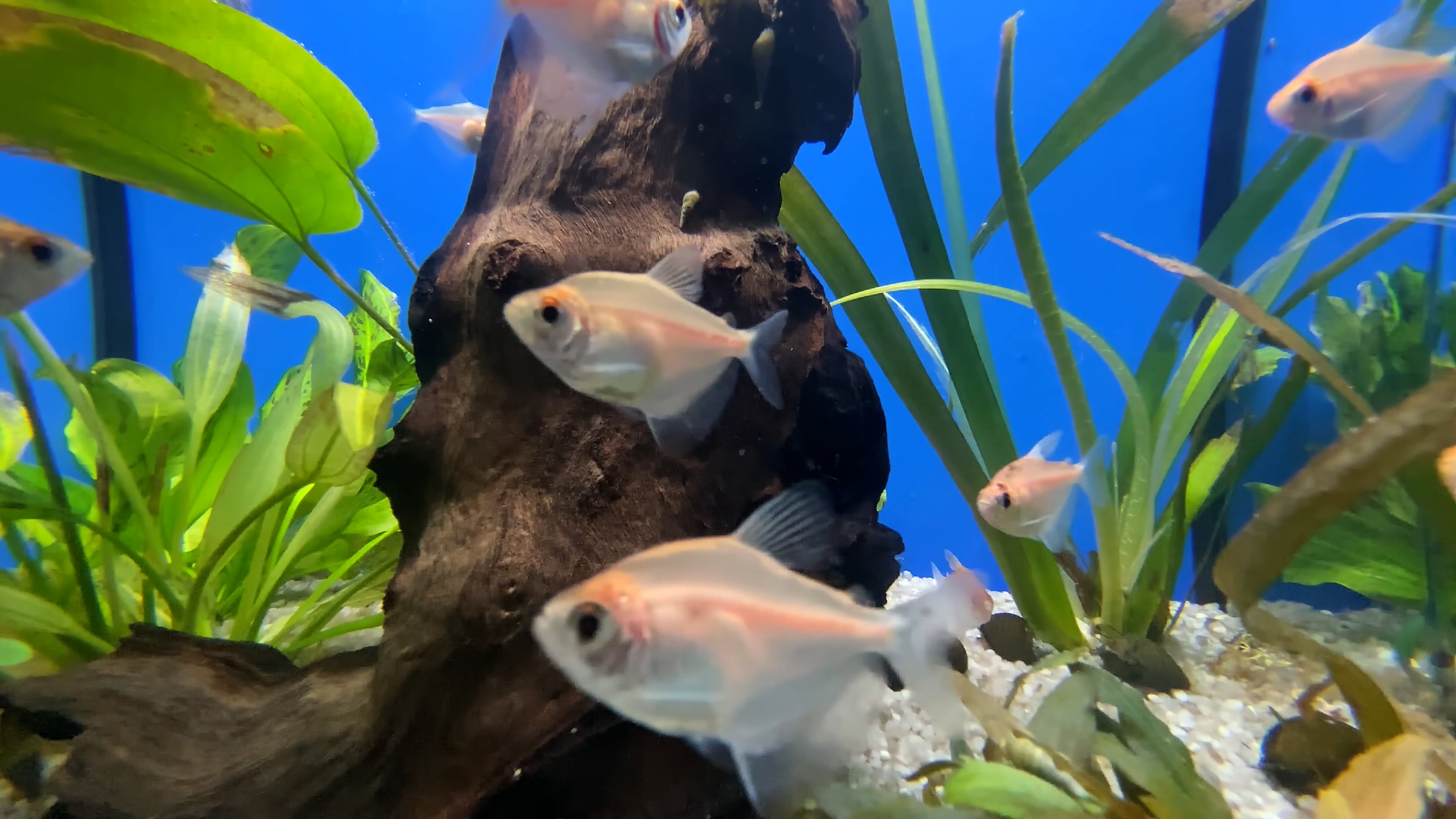 aquarium — free pixabay stock footage