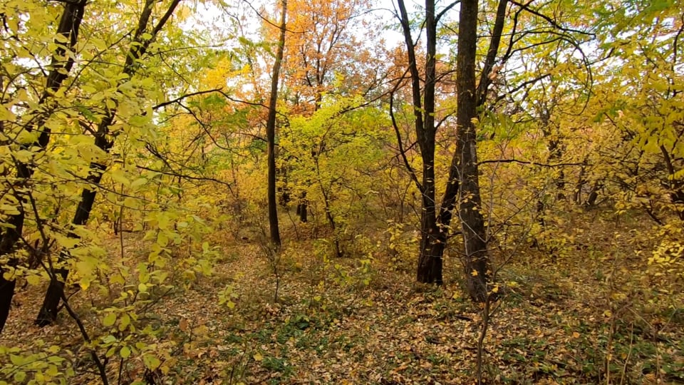 Autumn, Golden Autumn In The Forest, Falling Leaves. Free Stock Video
