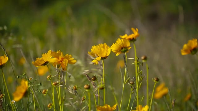 Flower Wind Wildflower Free Stock Video Pixabay