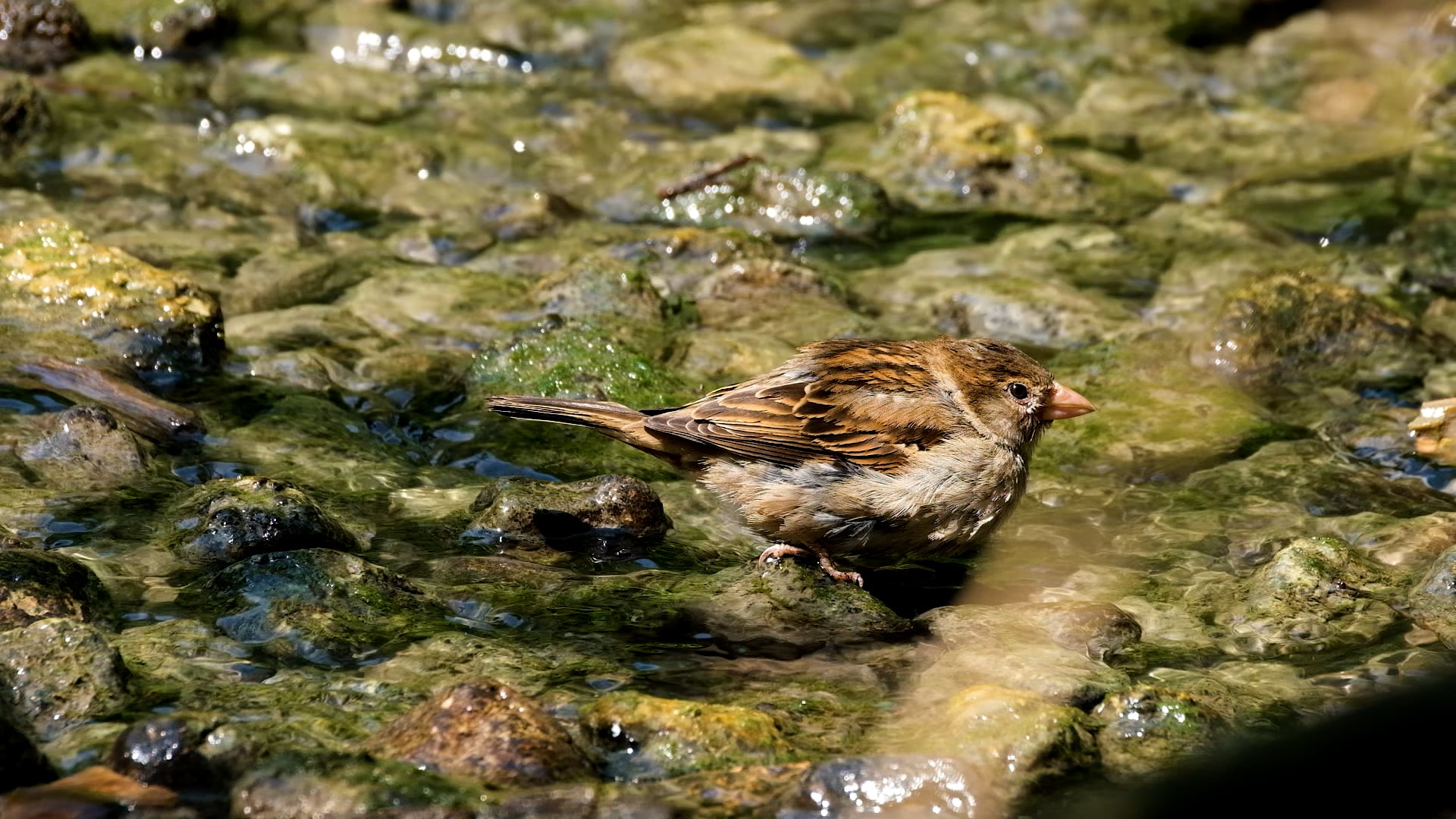 bird