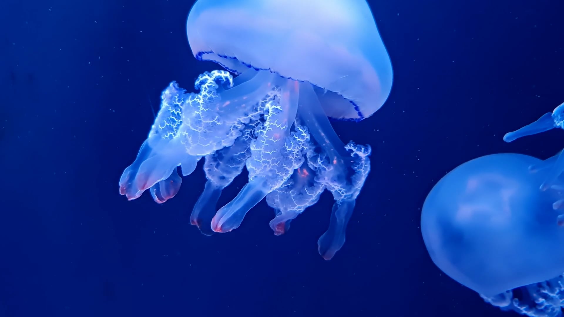 jellyfish — free pixabay stock footage