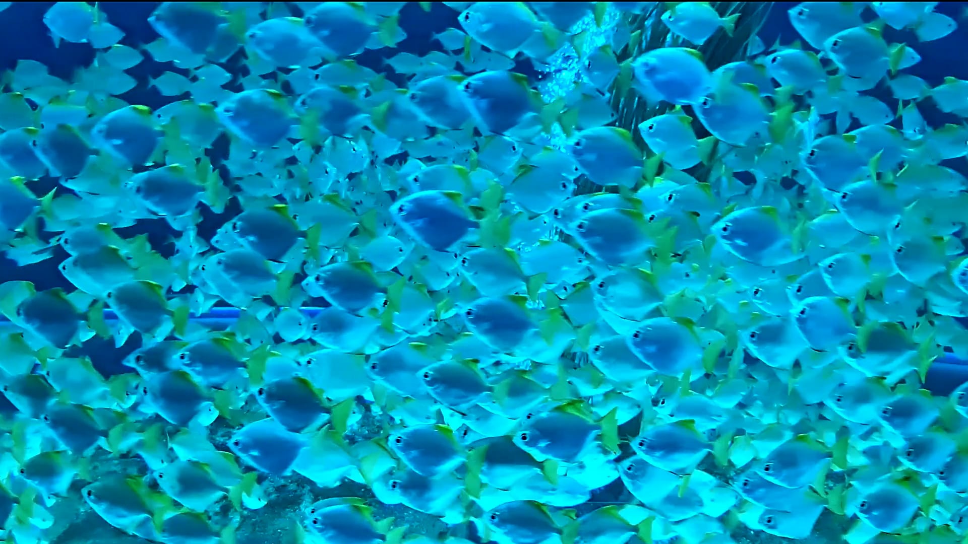 fish — free pixabay stock footage