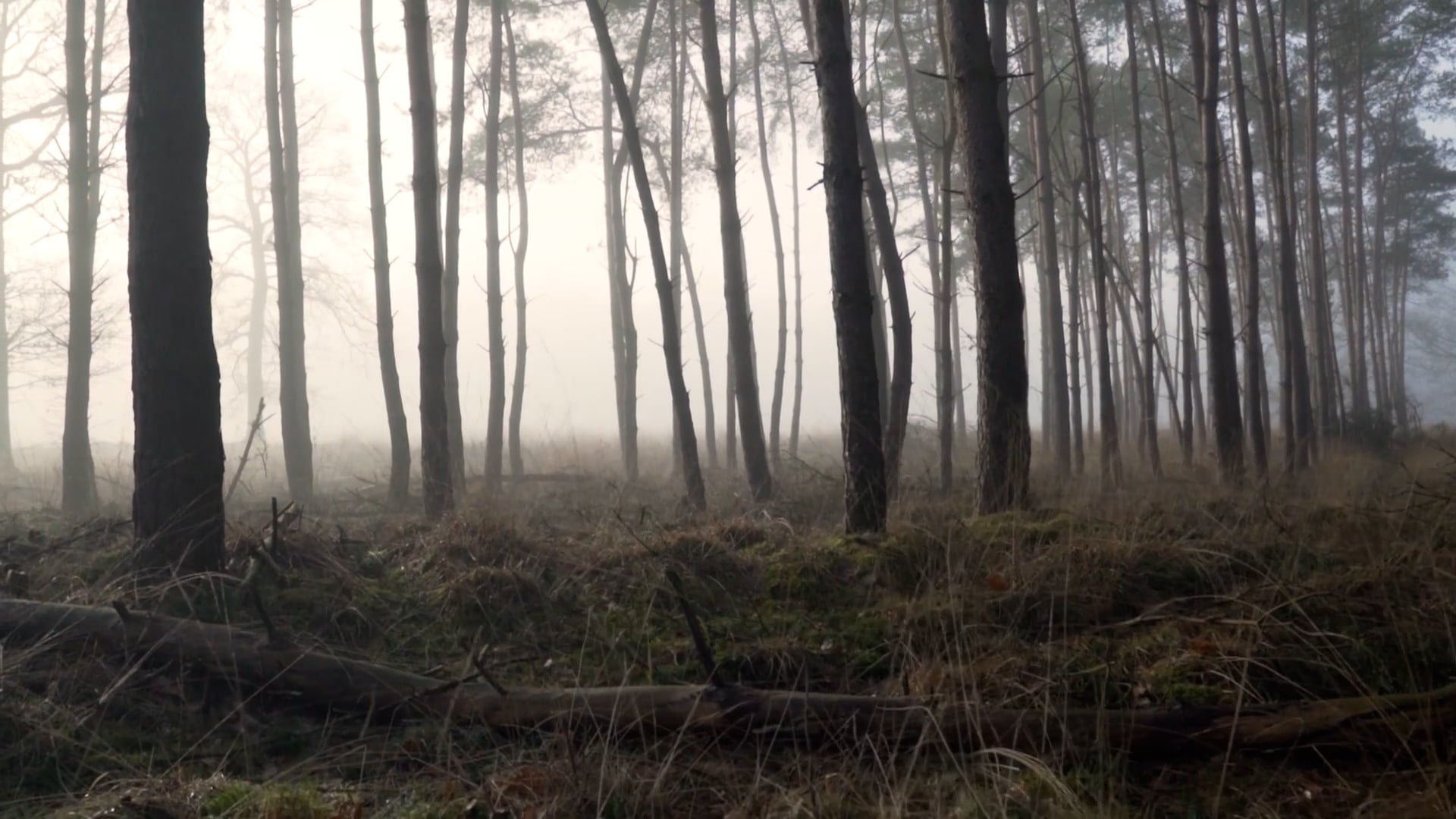 forest — free pixabay stock footage