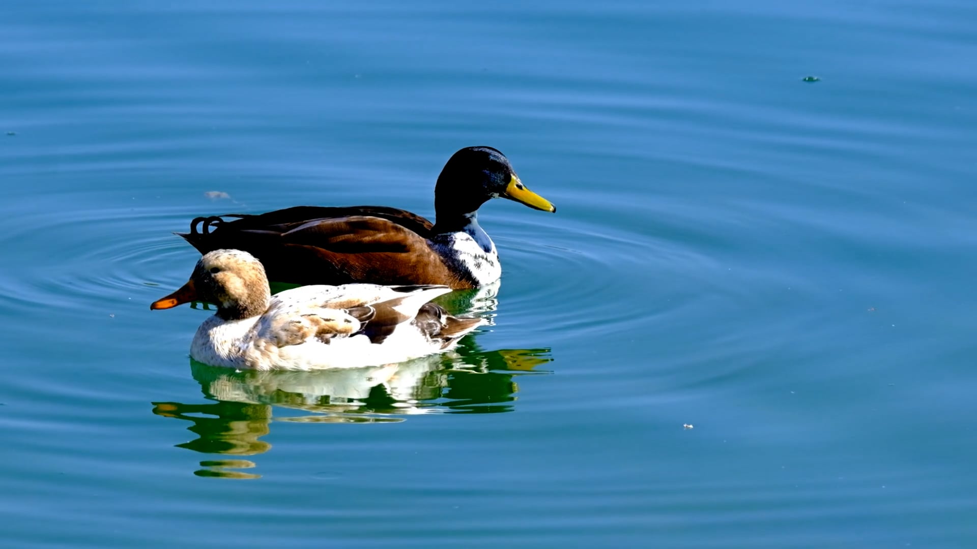 duck