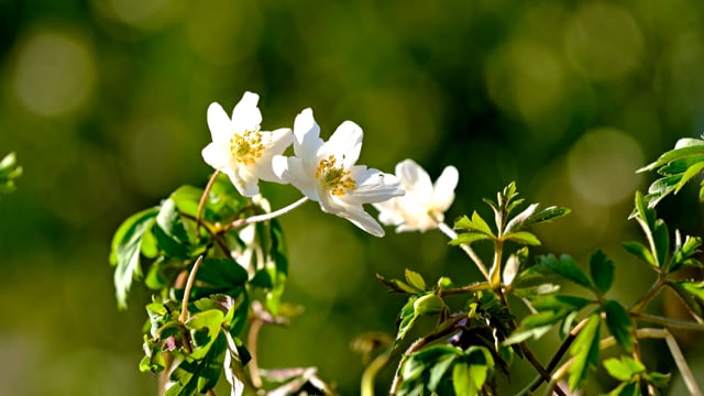 Flower, Wood Anemones, White, Blossoms