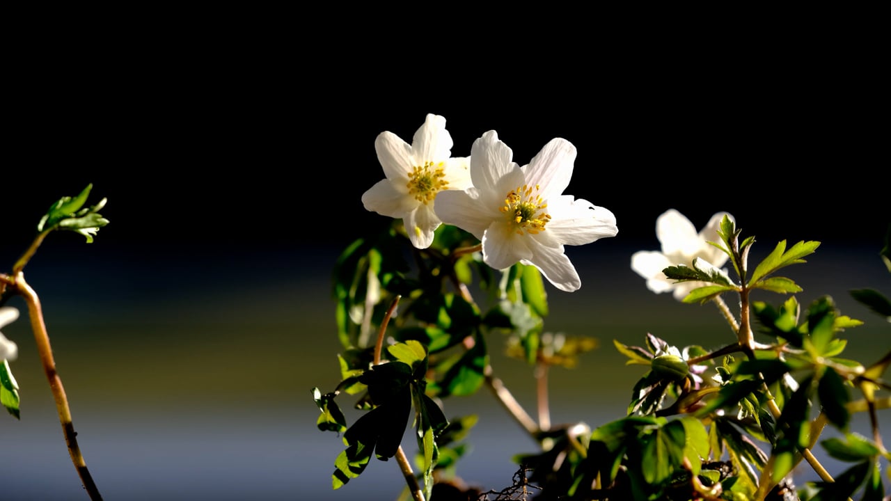 Wood Anemones, Flower, White, Blossoms