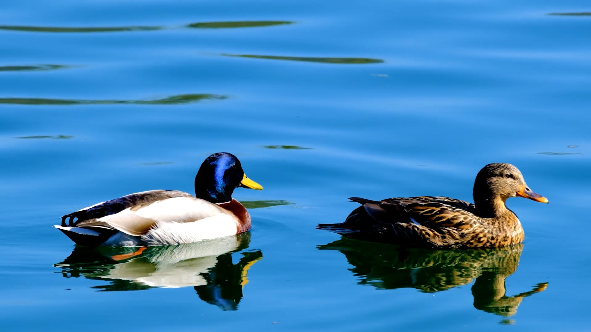 duck