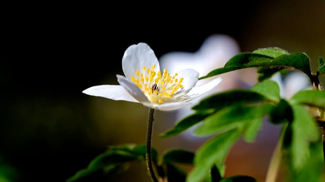 Wood Anemones, Flower, Wildflower