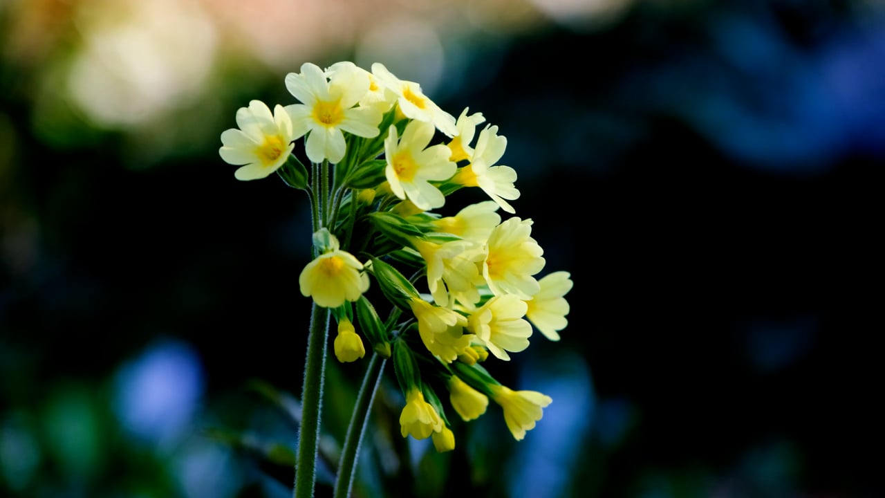 Cowslip, Yellow, Blossom, Bloom, Spring