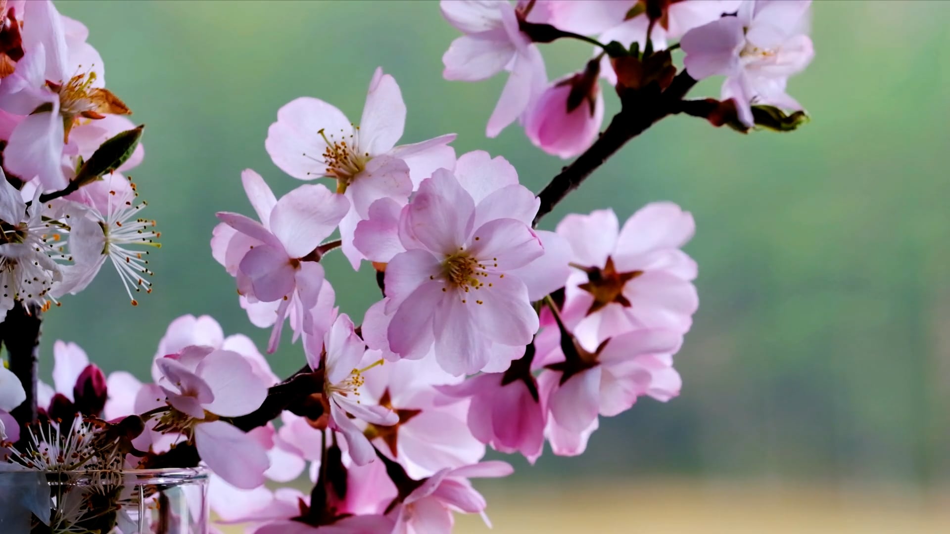 blooms