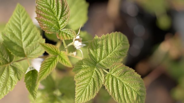 Raspberry, Grows, Flowers. Free Stock Video - Pixabay