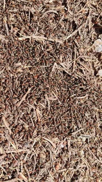 Antihil Insects Ants, Insects, Anthill. Free Stock Video - Pixabay