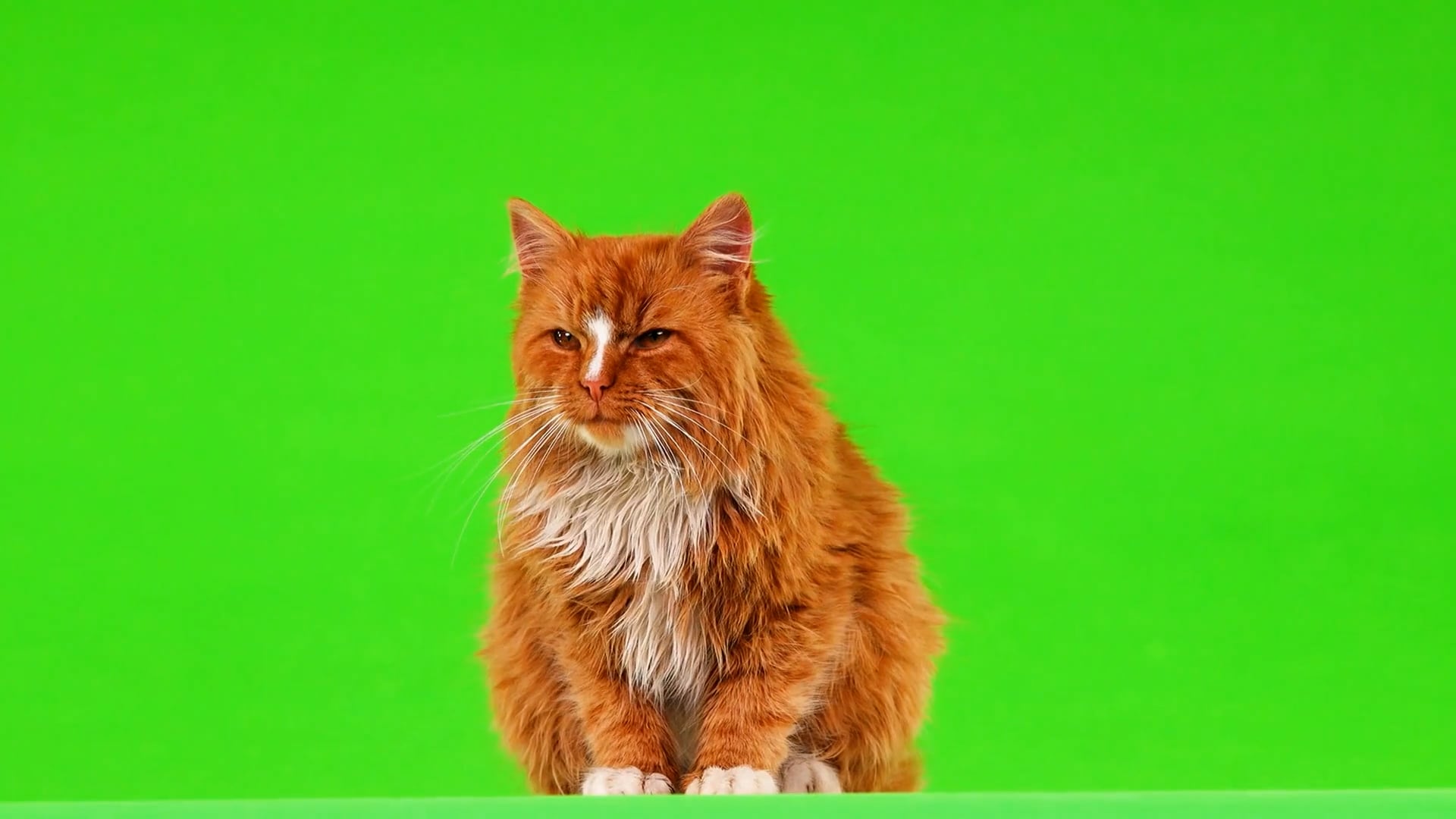 cat — free pixabay stock footage