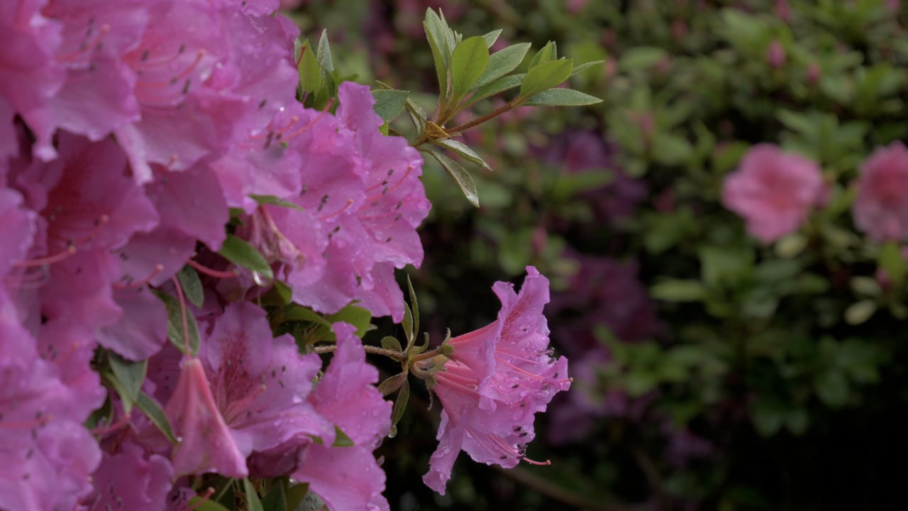 Flower, Rhododendron